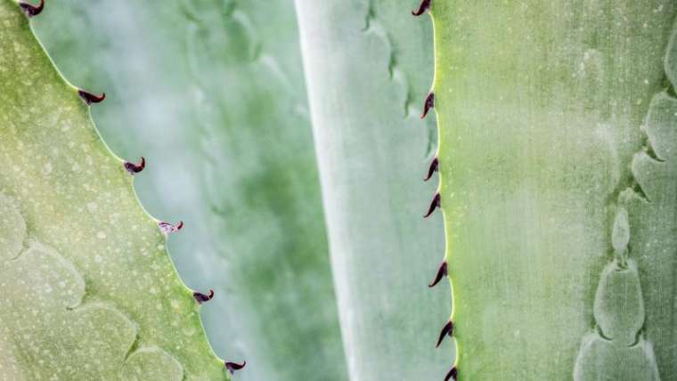 Aloe vera – ce beneficii are pentru sanatate?
