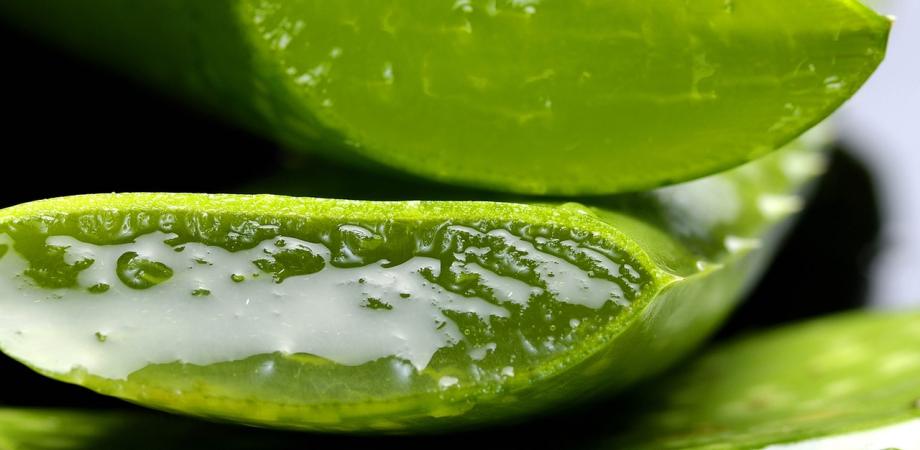 folosire aloe vera